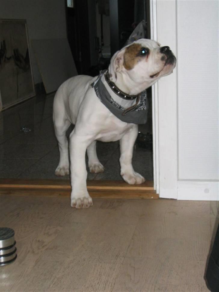 Amerikansk bulldog ABO´s jim morrison billede 3