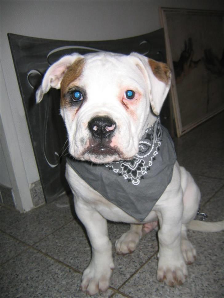 Amerikansk bulldog ABO´s jim morrison billede 4