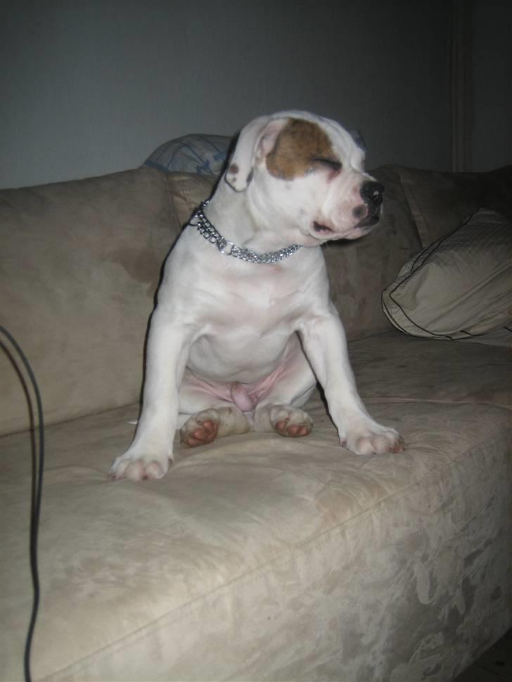 Amerikansk bulldog ABO´s jim morrison billede 5