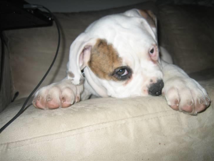 Amerikansk bulldog ABO´s jim morrison billede 6