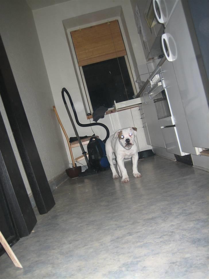 Amerikansk bulldog ABO´s jim morrison billede 7