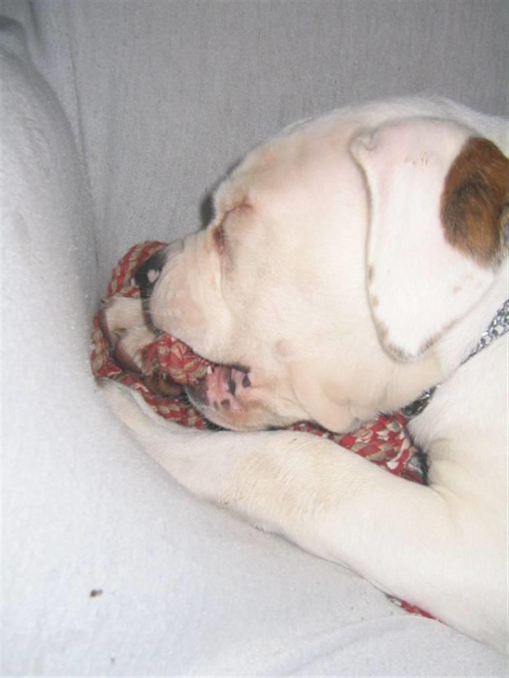 Amerikansk bulldog ABO´s jim morrison billede 8