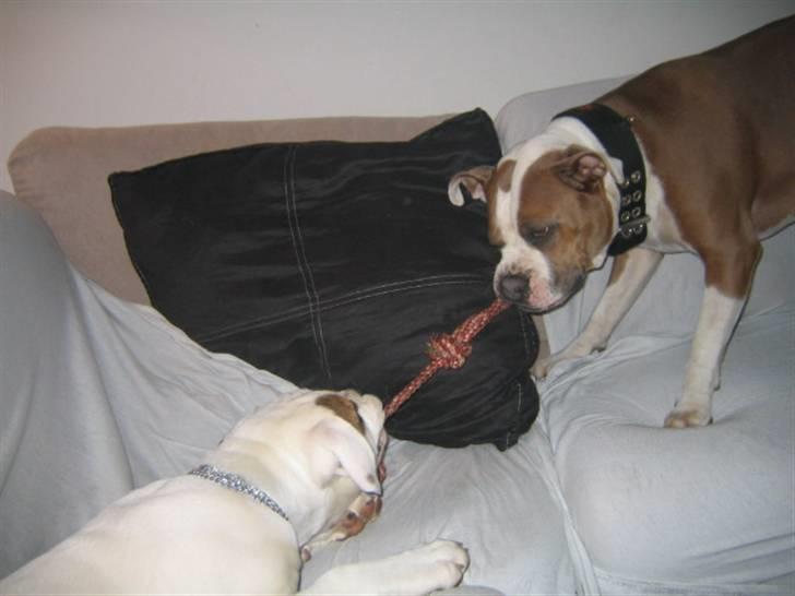 Amerikansk bulldog ABO´s jim morrison billede 9