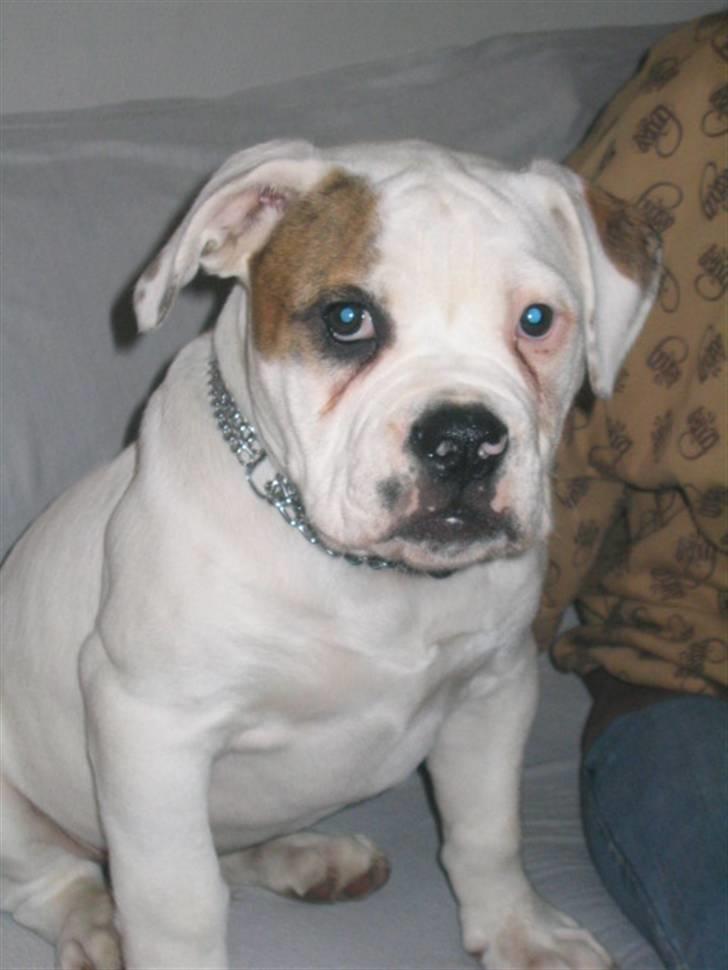 Amerikansk bulldog ABO´s jim morrison billede 10