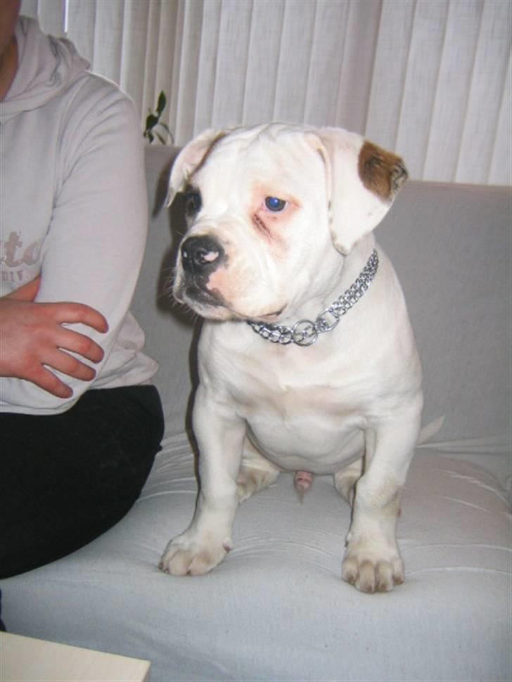 Amerikansk bulldog ABO´s jim morrison billede 11