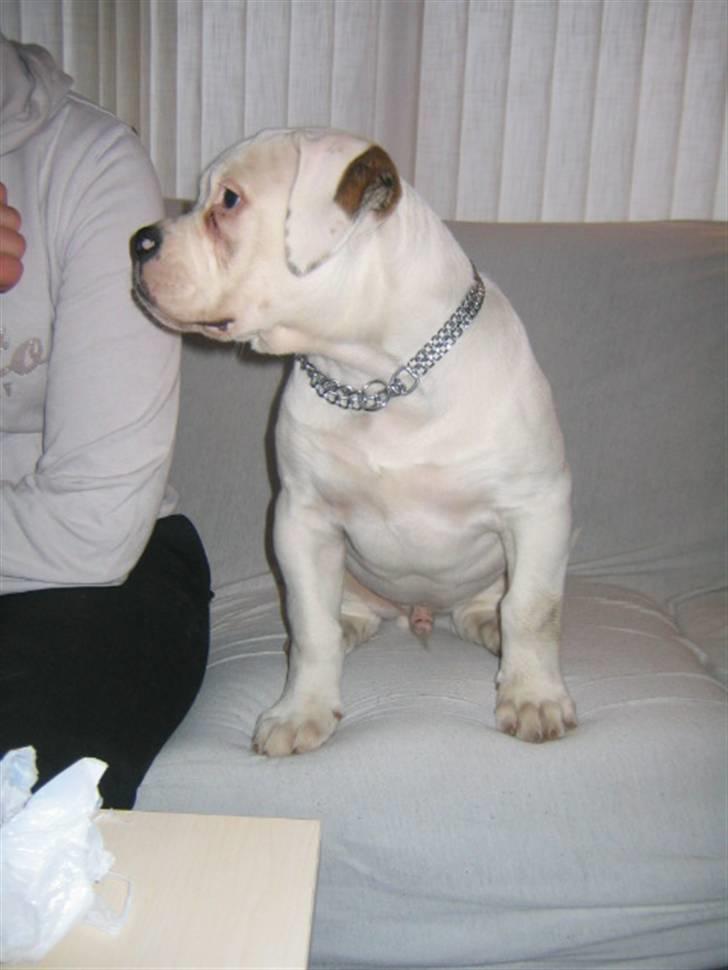 Amerikansk bulldog ABO´s jim morrison billede 12