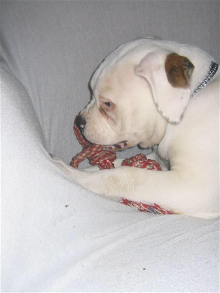 Amerikansk bulldog ABO´s jim morrison billede 13