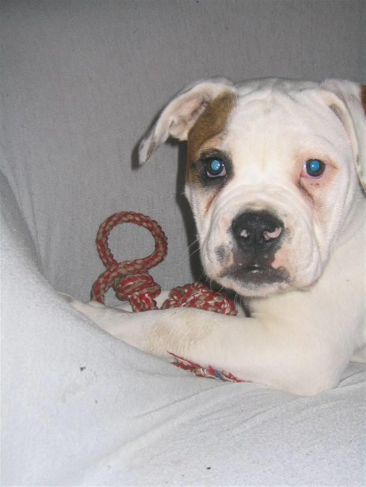 Amerikansk bulldog ABO´s jim morrison billede 14