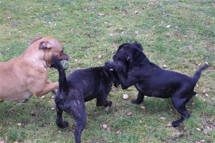 Staffordshire bull terrier Carla - Carla leger med sin mor og søster. billede 16