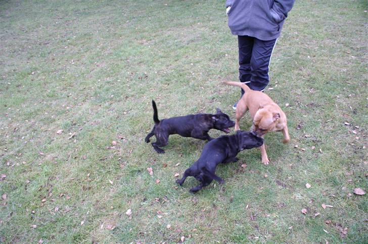 Staffordshire bull terrier Carla - Carla og Faustina driller deres mor :o) billede 17