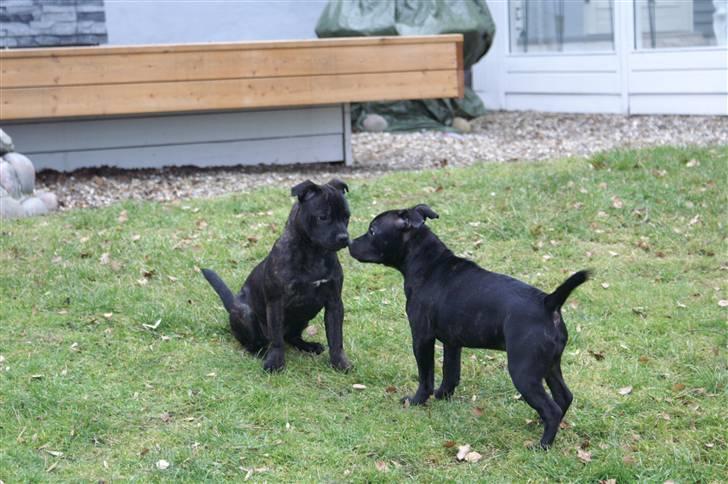 Staffordshire bull terrier Carla - Carla og Faustina (4 mdr.) billede 18