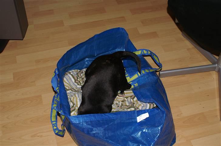 Staffordshire bull terrier Carla billede 19