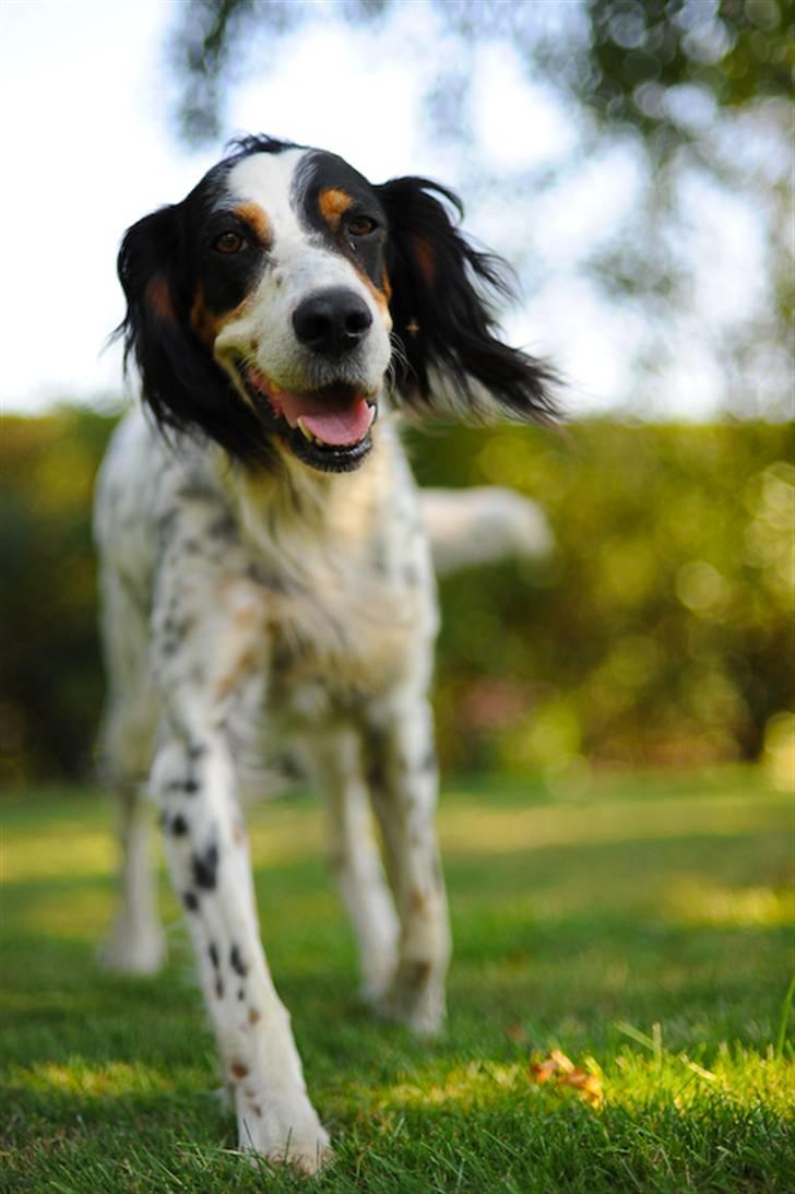 Engelsk setter Nanna billede 1