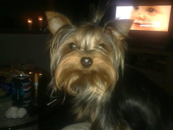 Yorkshire terrier ilka karina  - er jeg ikke bare fin mor billede 8