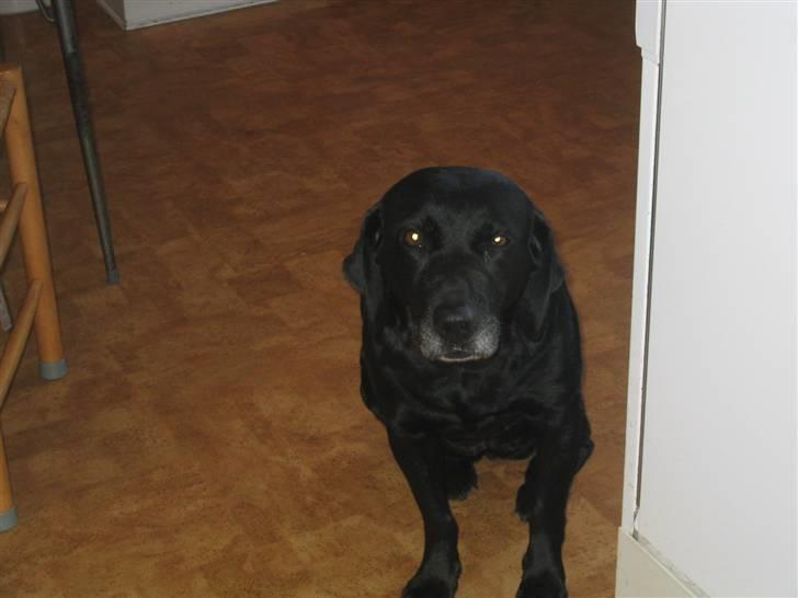 Labrador retriever Chili *formel 1* - Såååå søøøøød! *-:  billede 17