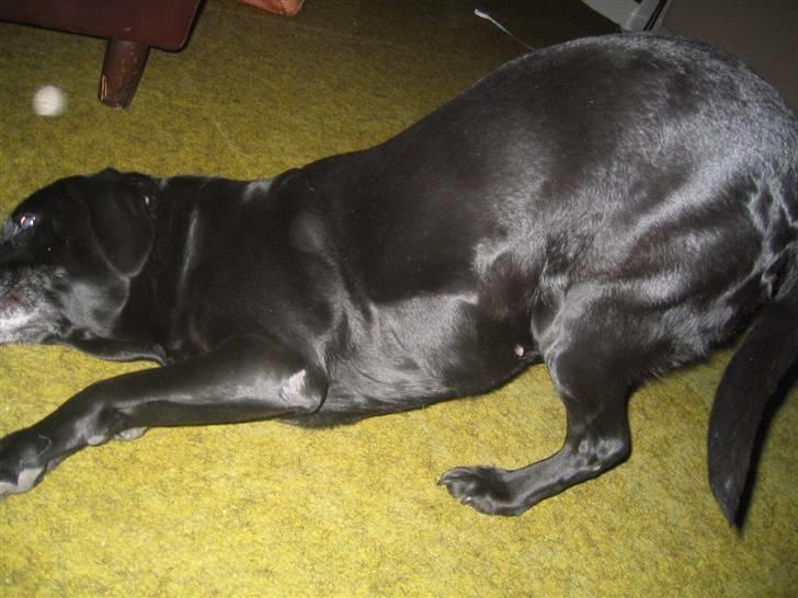 Labrador retriever Chili *formel 1* - Chili ELSKER at ligge sådan? - Skør, ja tak!:-D billede 18