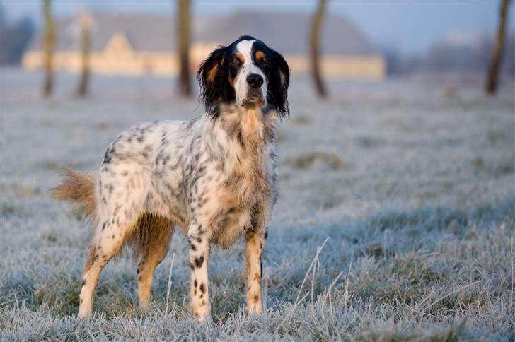 Engelsk setter Nanna billede 2