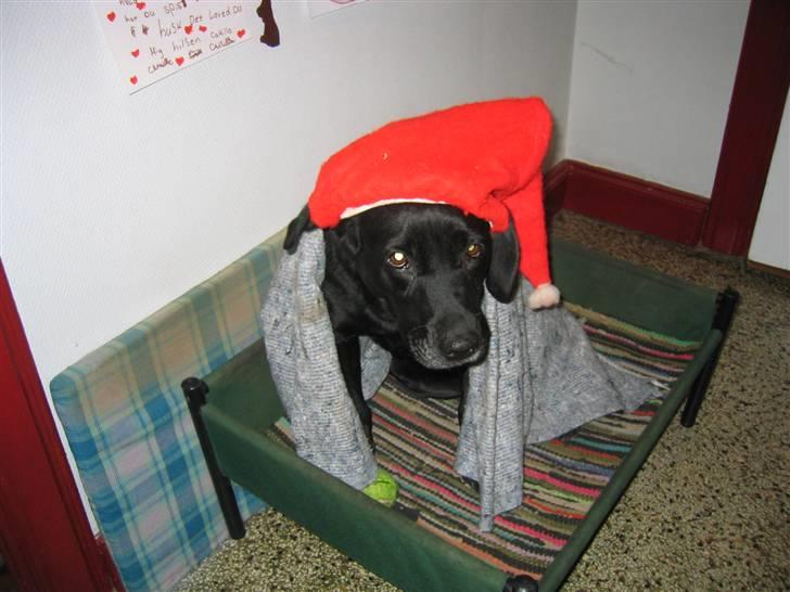 Labrador retriever Chili *formel 1* - Til jul, men hun havde kun huen på nogle korte minutter:D billede 19