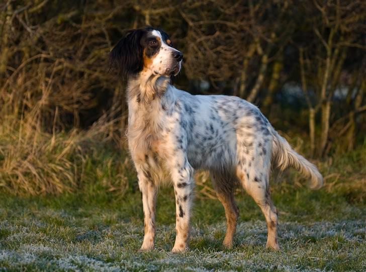 Engelsk setter Nanna billede 4