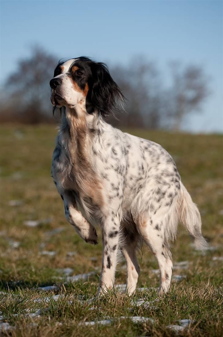 Engelsk setter Nanna billede 5