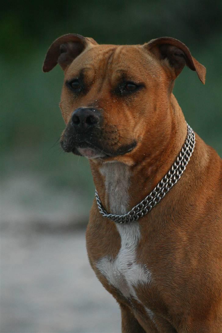Amerikansk staffordshire terrier Chico billede 14