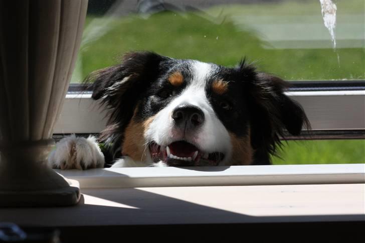 Border collie Fay *13.12.2008 - 4.12.2018* - Halloooooooo, luk mig nu ind. Jeg kan godt hjælpe med at vaske gulv ;o)) billede 3