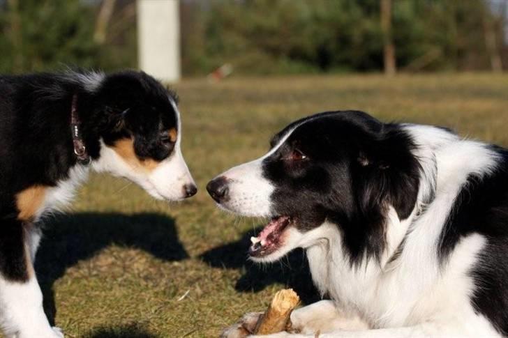 Border collie Fay *13.12.2008 - 4.12.2018* - Hey Aya, må jeg låne din pind??? billede 4