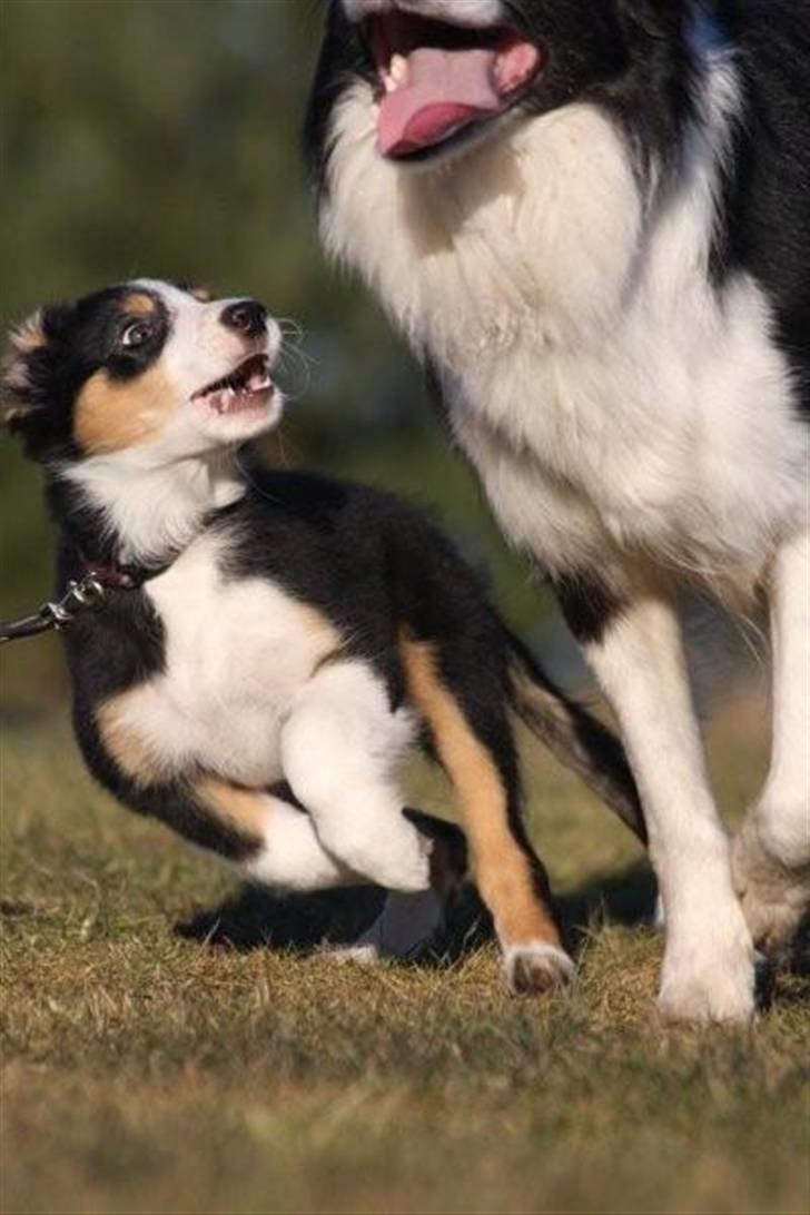 Border collie Fay *13.12.2008 - 4.12.2018* - Uh ha, hende Aya hun løber stækst. Bare jeg nu kan følge med :o)) billede 5