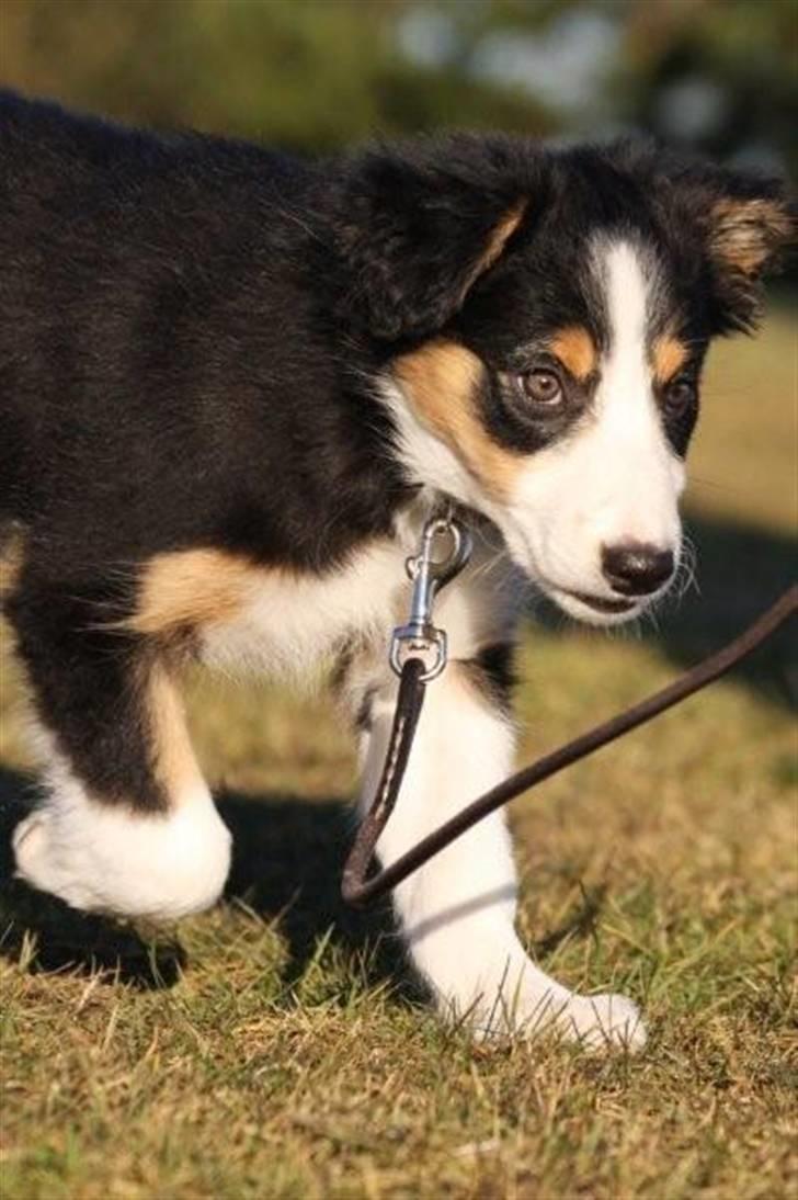 Border collie Fay *13.12.2008 - 4.12.2018* - Sååååååå smuk.  billede 6