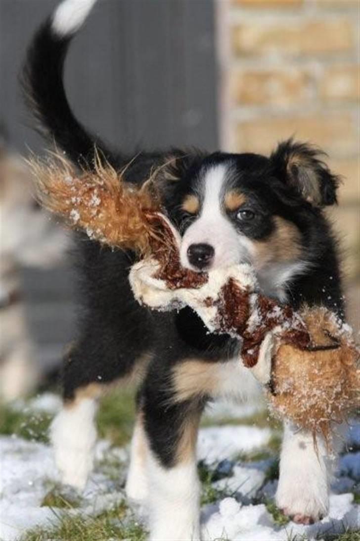 Border collie Fay *13.12.2008 - 4.12.2018* - Højt humør og høj haleføring.  billede 7