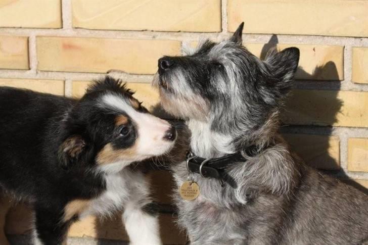 Border collie Fay *13.12.2008 - 4.12.2018* - Fay 8 uger gammel. Undersøger Jacks skæg.  billede 8