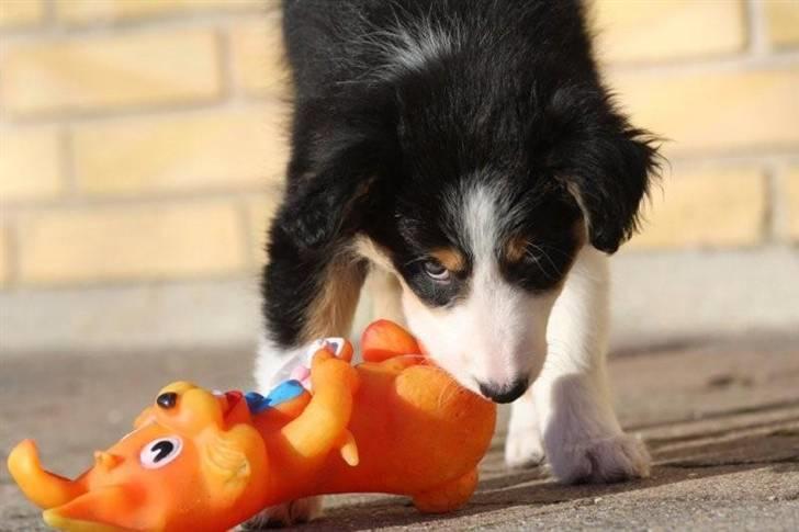 Border collie Fay *13.12.2008 - 4.12.2018* - Fay kort efter hjemkomst 8 uger gammel.  billede 9