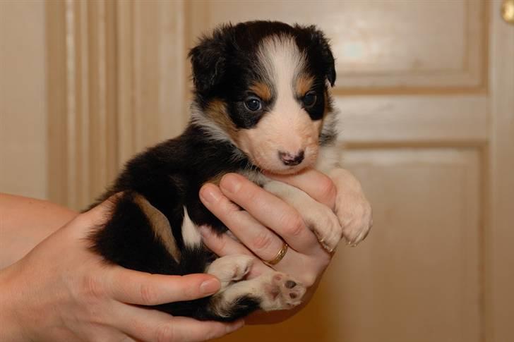 Border collie Fay *13.12.2008 - 4.12.2018* - Lille Fay ca. 4 uger gammel :o) billede 11