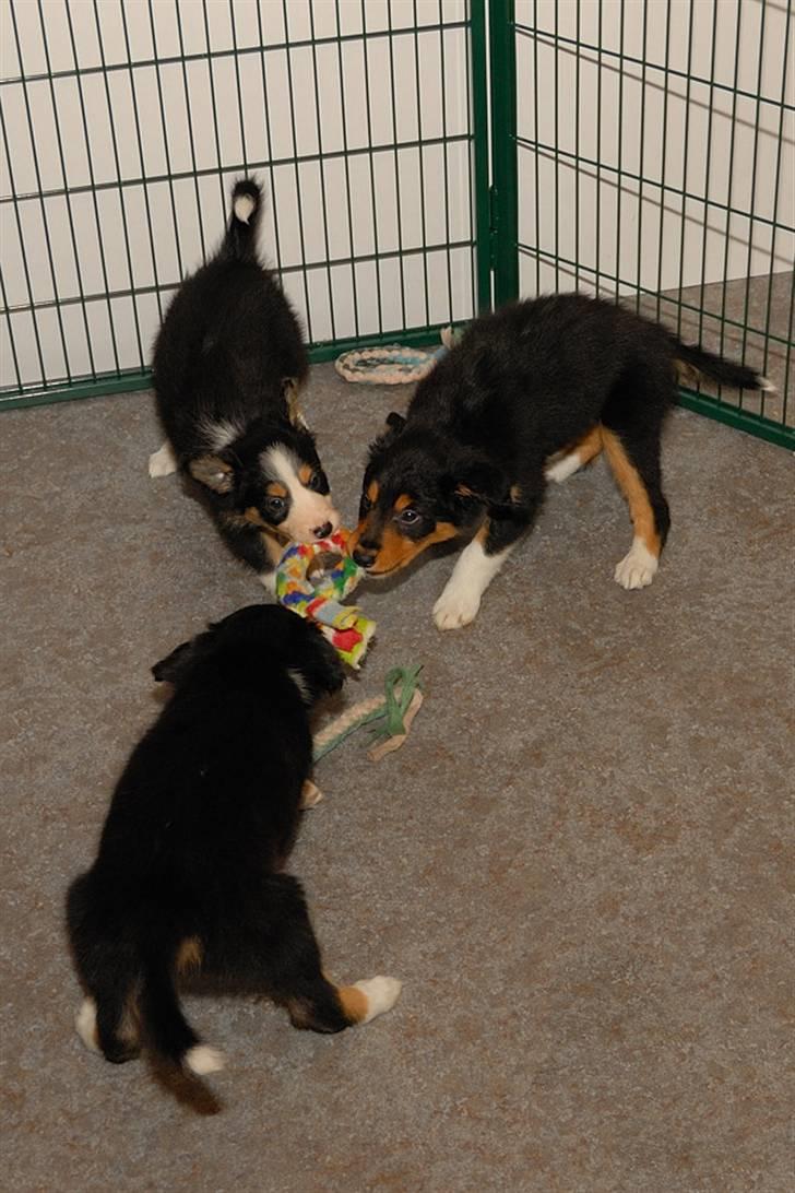 Border collie Fay *13.12.2008 - 4.12.2018* - Fay leger med sine brødre - Slash og Tim billede 12