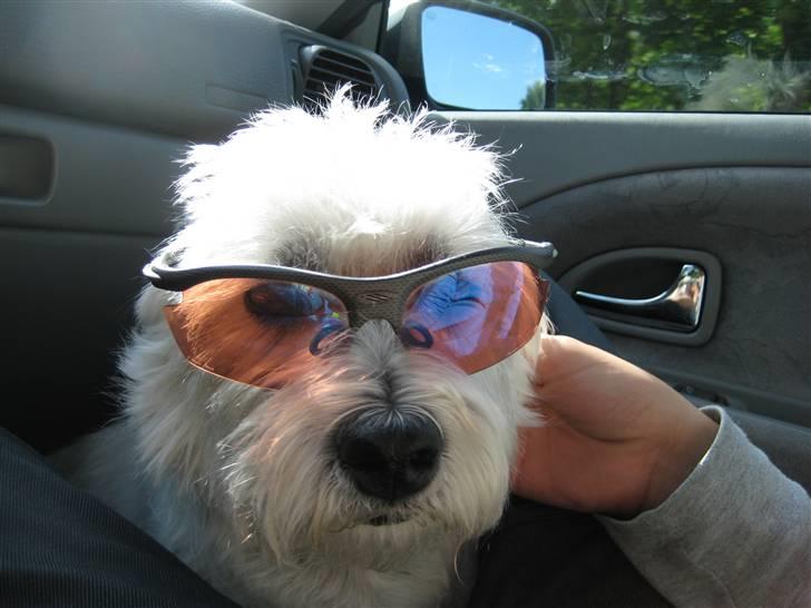 West highland white terrier Boris - Jeg er bare så sej (Foto: Peter) billede 1