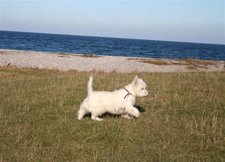 West highland white terrier Boris - Der må være noget spændende her (Foto: Peter) billede 2
