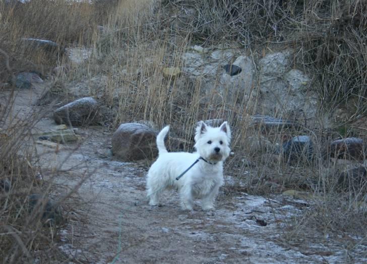 West highland white terrier Boris - tur på Røsnæs i februar 09 (foto: Peter) billede 3