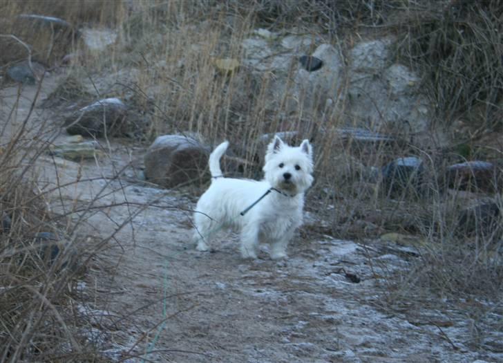 West highland white terrier Boris - Skal vi ikke videre den anden vej? (Foto: Peter) billede 4