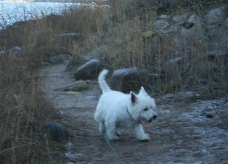 West highland white terrier Boris - nå, ok. så kommer jeg med jer.... (Foto: Peter) billede 5