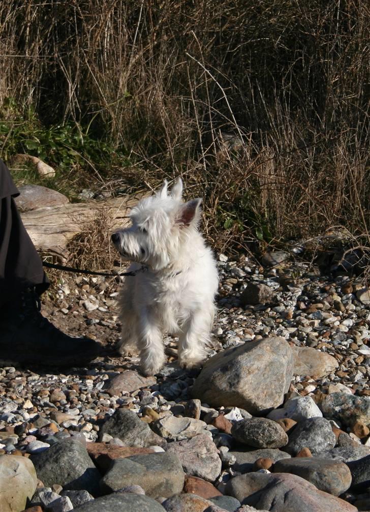 West highland white terrier Boris - Tur på Røsnæs, kaffepause "er der også noget til mig?" (Foto: Maja) billede 6