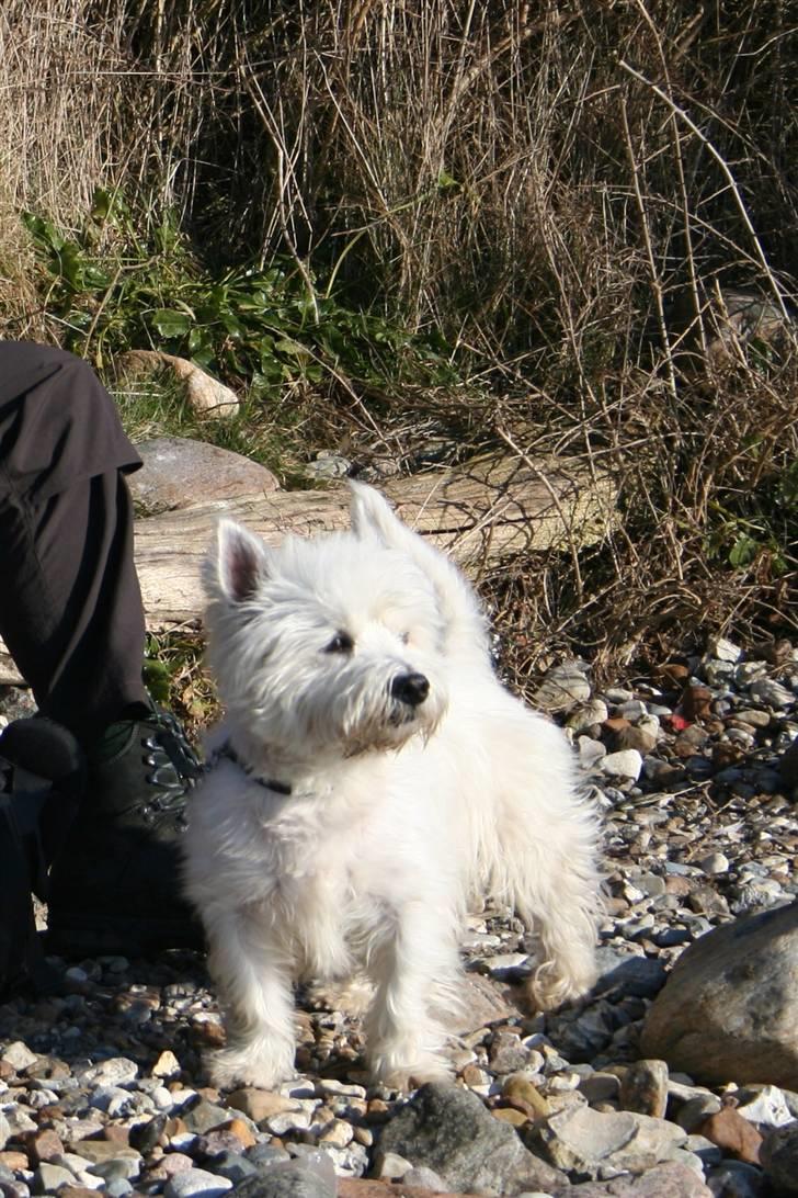 West highland white terrier Boris - Hvor er her bare skønt (foto: Maja) billede 7