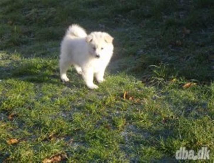 Samojedhund Mickey billede 1