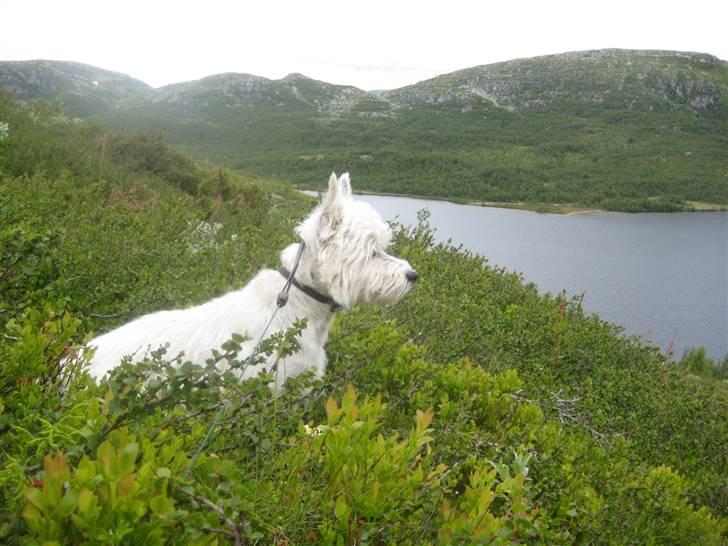 West highland white terrier Boris - Hvor er det stort....  (foto: Peter) billede 8