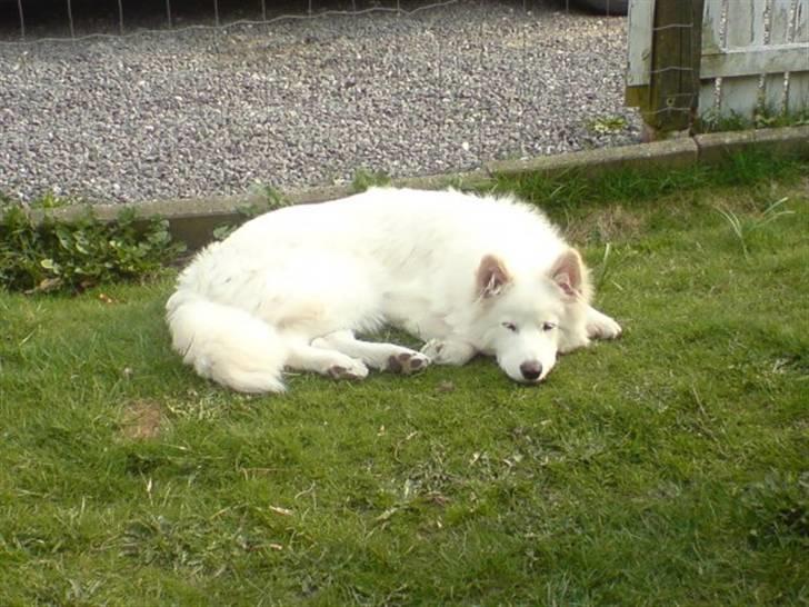 Samojedhund Mickey - Ska vi lege :P billede 2