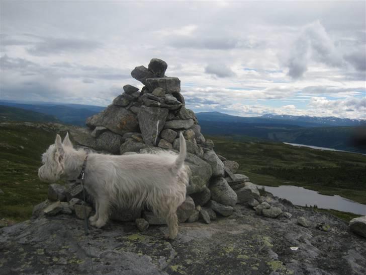 West highland white terrier Boris - De skal lige vide at jeg har været her  (foto: Peter) billede 9