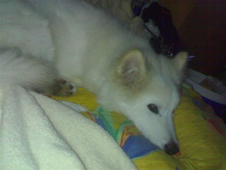 Samojedhund Mickey - Det er hårdt at være til hundetræning billede 3