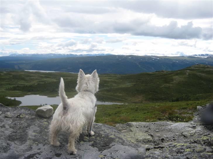 West highland white terrier Boris - Beitostølen 08. "hvor langt skal vi?" (foto: Peter) billede 10