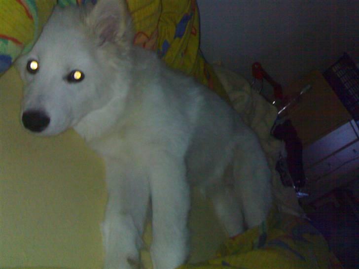 Samojedhund Mickey billede 4