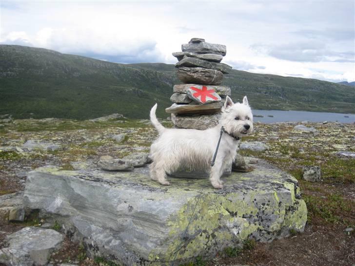 West highland white terrier Boris - Her hersker jeg  (foto: Peter) billede 11