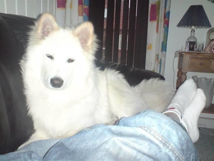 Samojedhund Mickey - se jeg kan jo godt sidde pænt :) billede 5